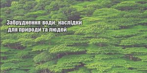 zabrudnennya vody naslidky dlya pryrody ta lyudej
