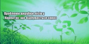 problemy vyrubky lisiv u karpatah shho vidbuvayetsya zaraz
