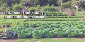 rol zelenyh nasadzhen u pokrashhenni yakosti povitrya